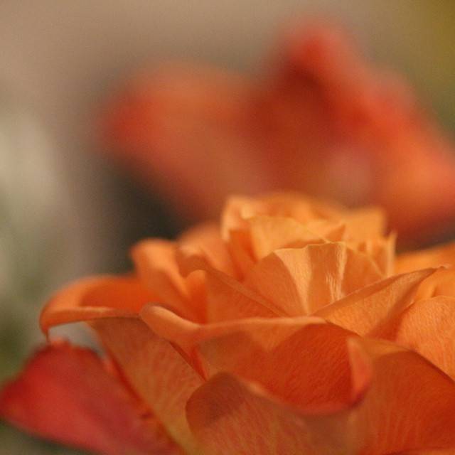Close-up of orange flower petals, softly out of focus.