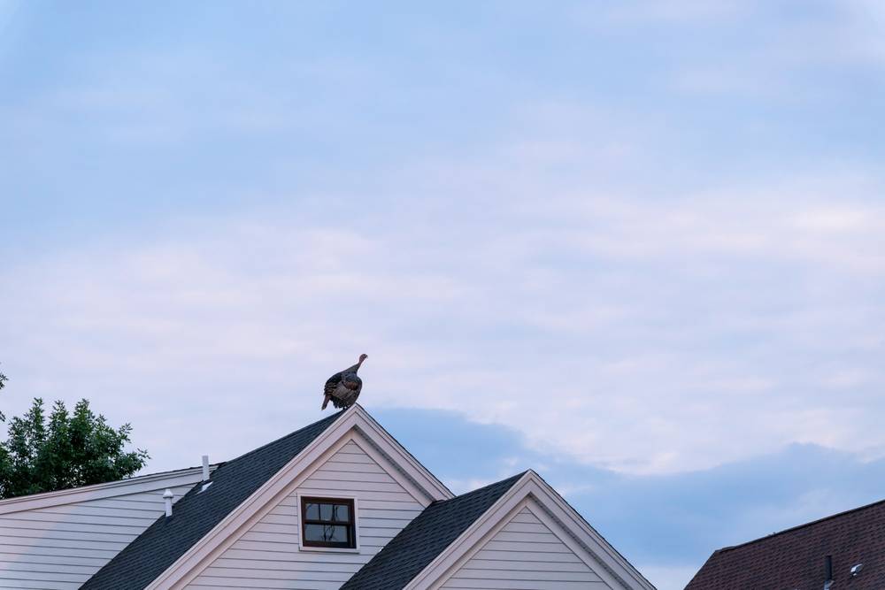 Roost