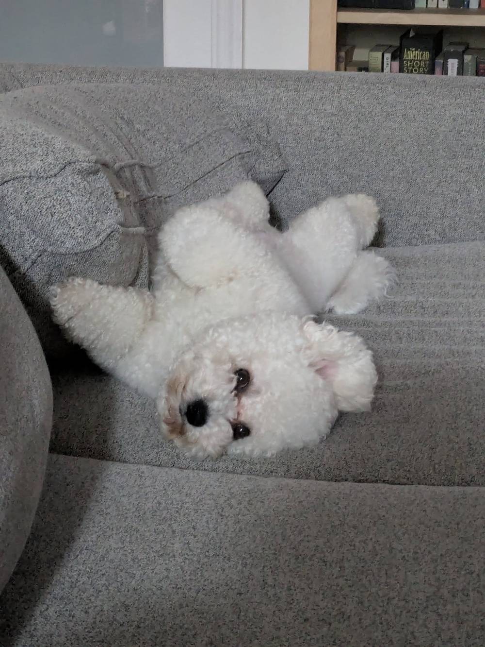 Rolling around on the couch so mommy doesn't take me out to pee in the rain