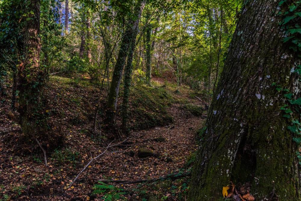 El susurro del monte