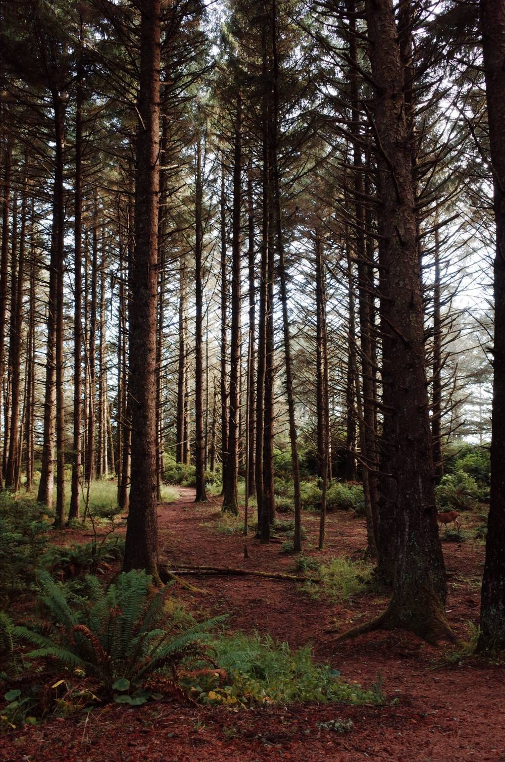 Southern Oregon Coast