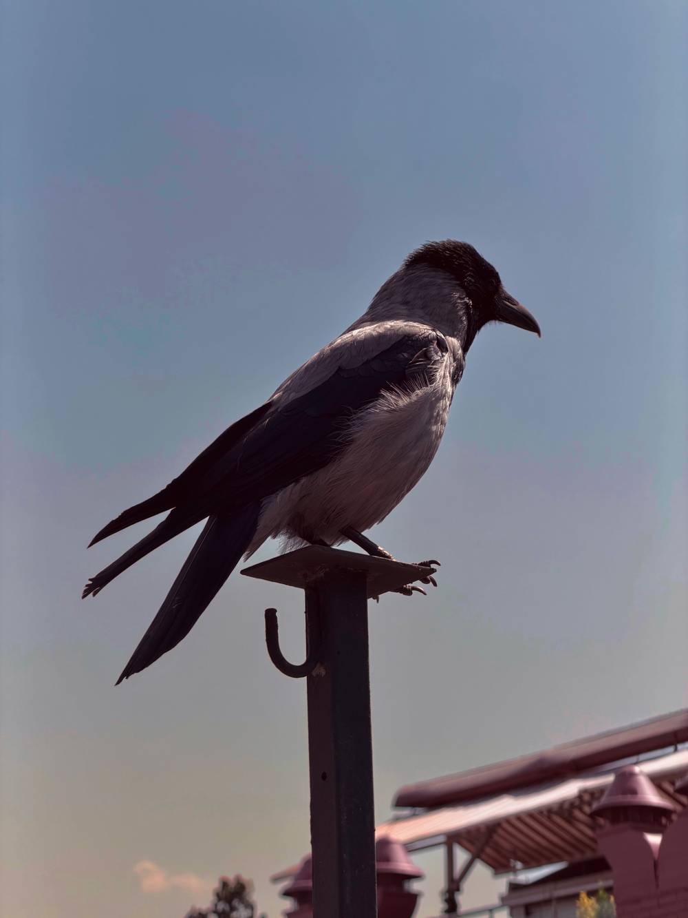 Corvus