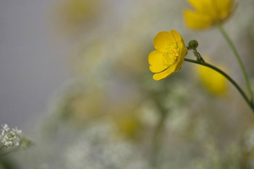 A close-up of a small yellow buttercup flower against a blurred background.