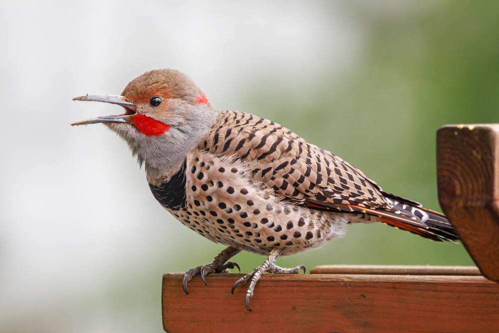 Hello, here are some birds!