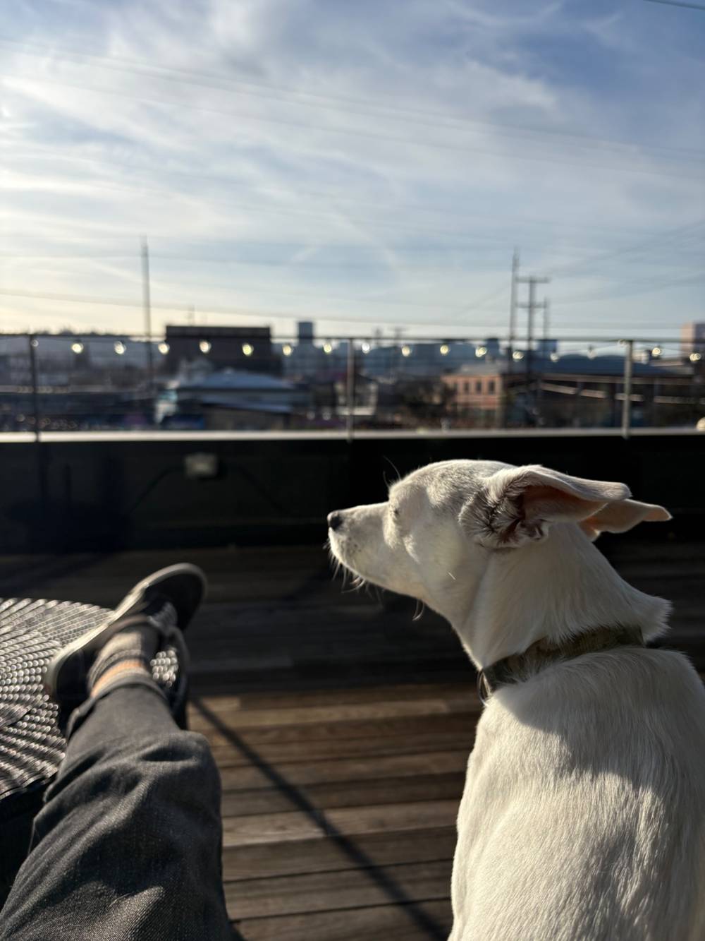 a dog and a beach, photo 1 of 2