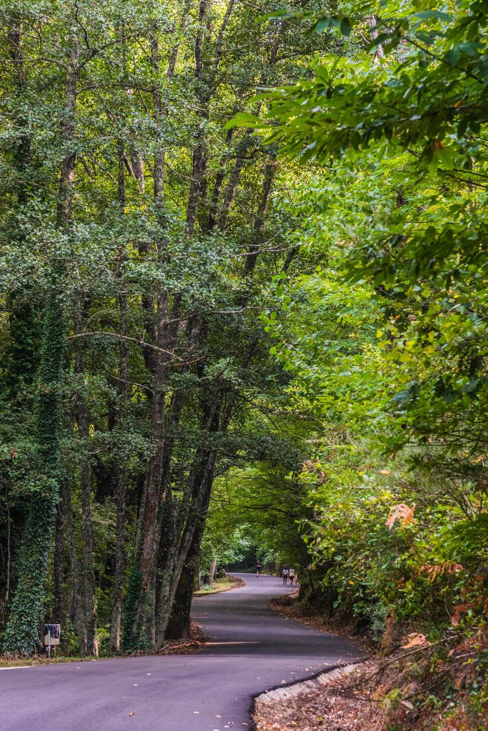 Bajo el túnel del bosque