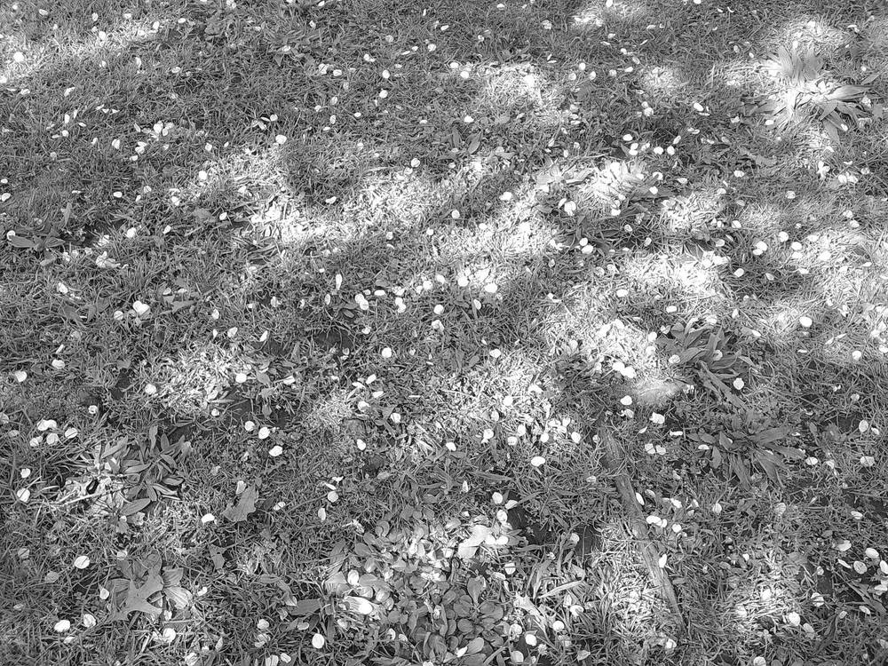 cherry blossoms on grass
