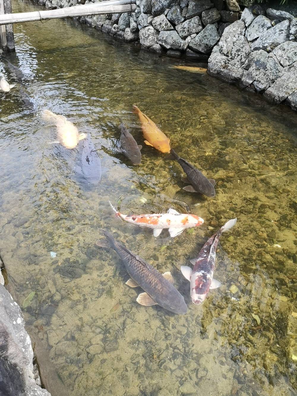 Koi Fish