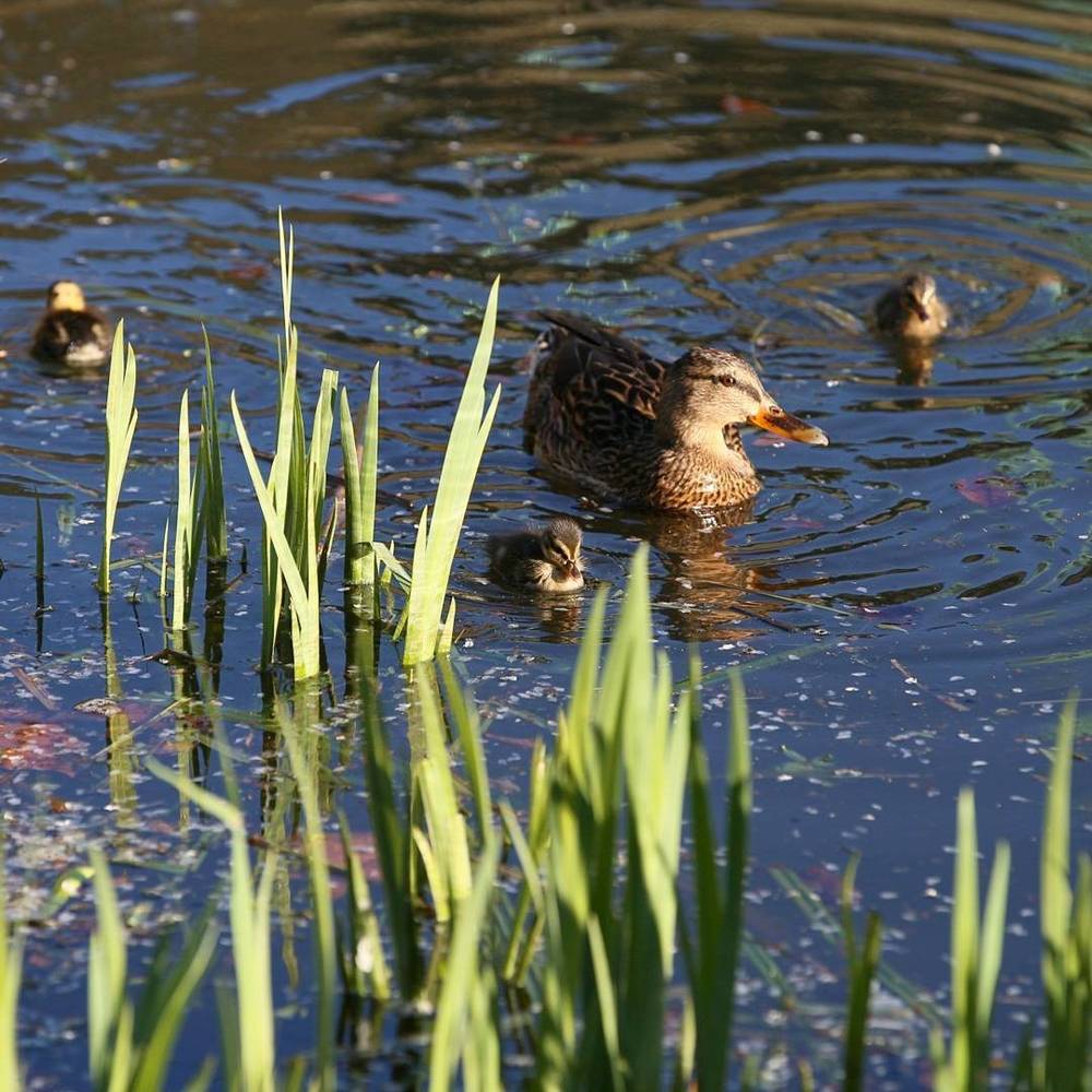 Ducklings