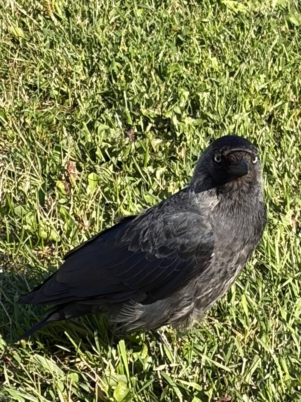 Curious Corvid