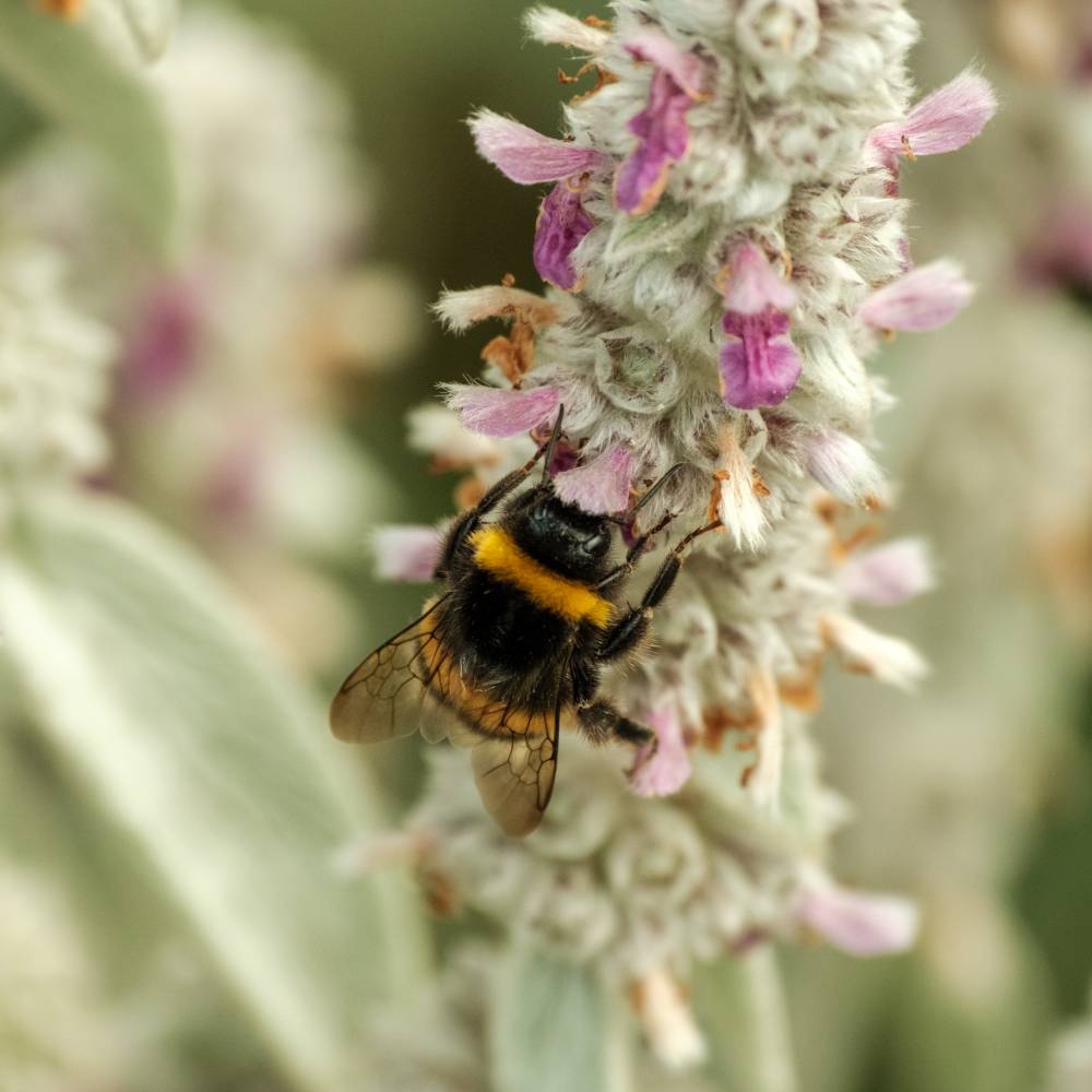 Bee