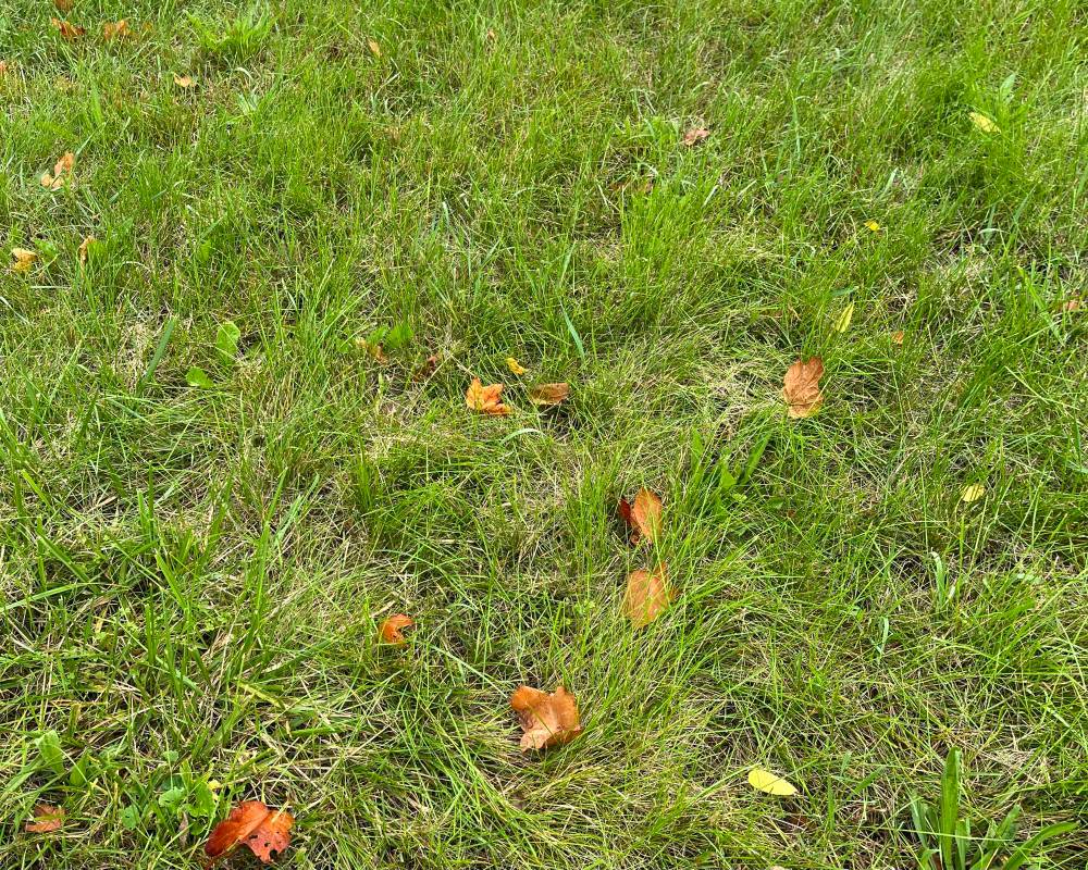 Photo of a green lawn with a small scattering of brown and yellow leaves