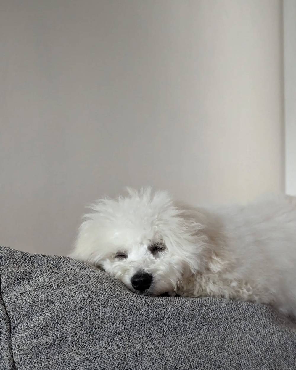 Kibi loves to nap on the couch cushions 😴