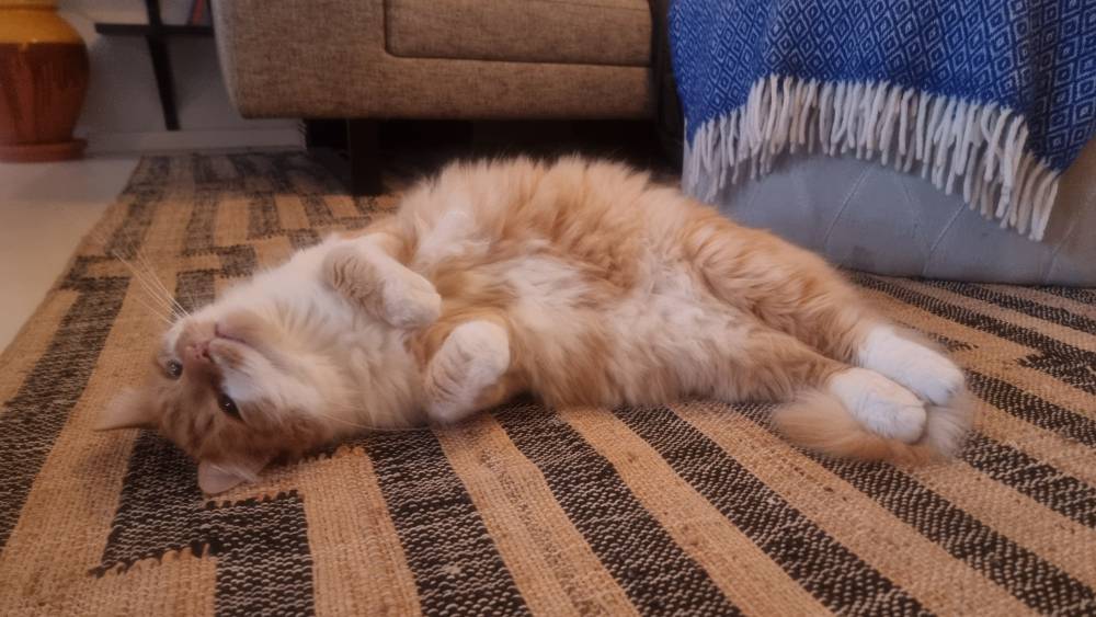 Fluffy red cat laying on his side on a carpet