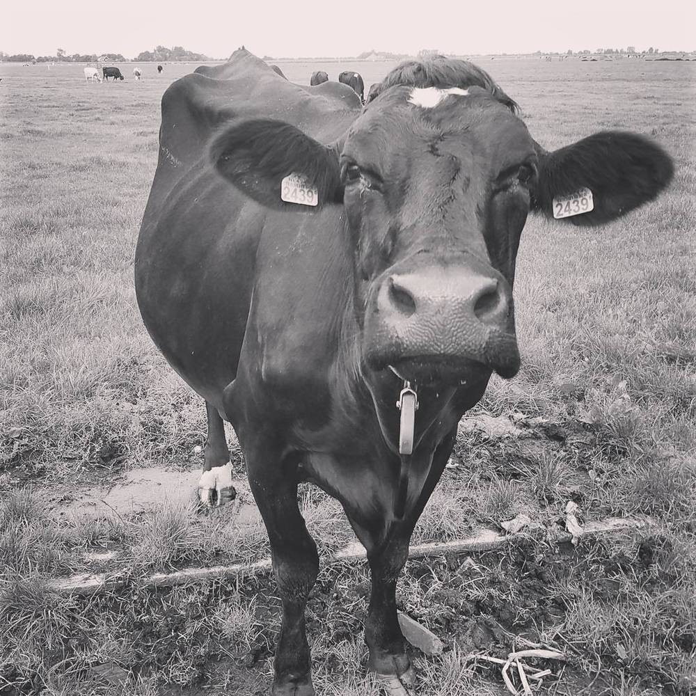 A black and white photo of a cow with ear tags looking directly at the camera in a field.