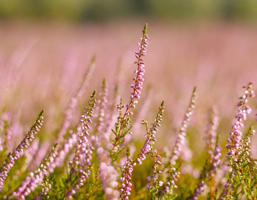 A photo of a field of heather