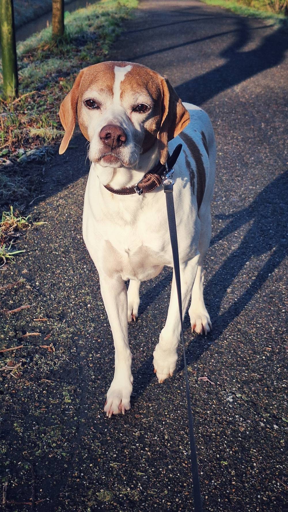 Love my dog 🥰, photo 1 of 1