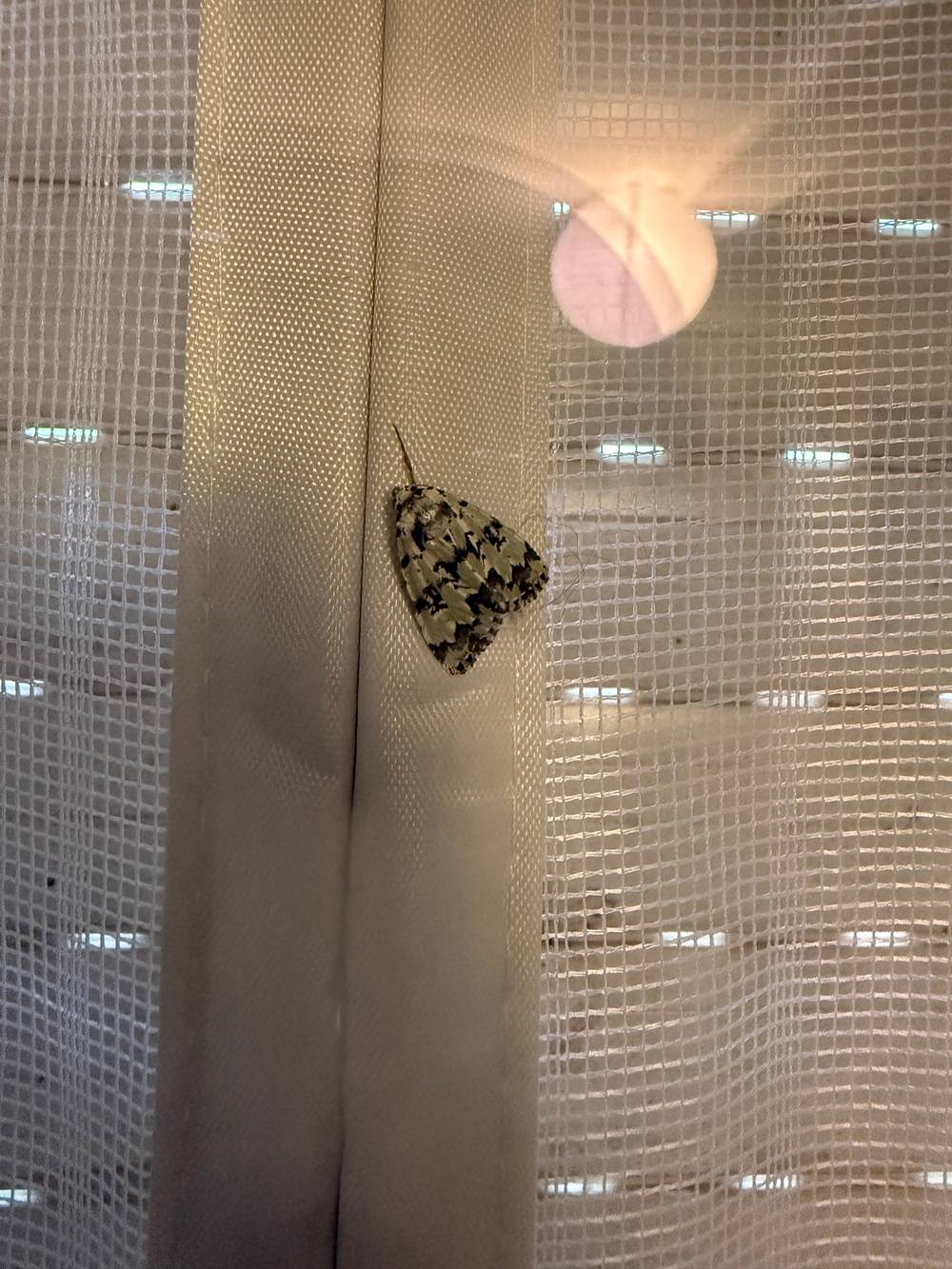 Nice moth 