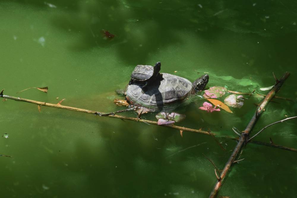 I like turtles