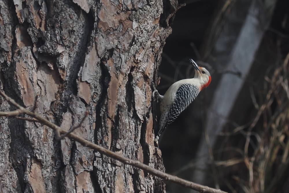 Woodpecker has moved so it is now in profile. It's holding a sunflower seed in it's mouth.