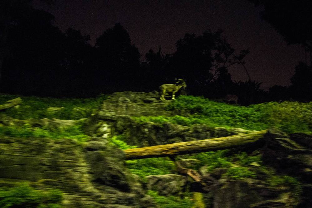 Singapore 2016 · Night Safari