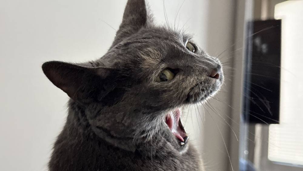 Open wide!