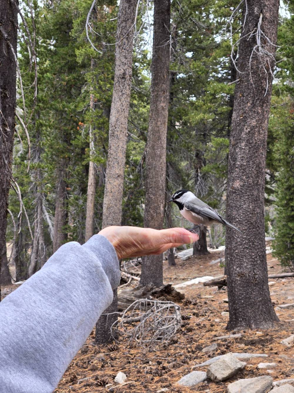Chickadee Ridge birds