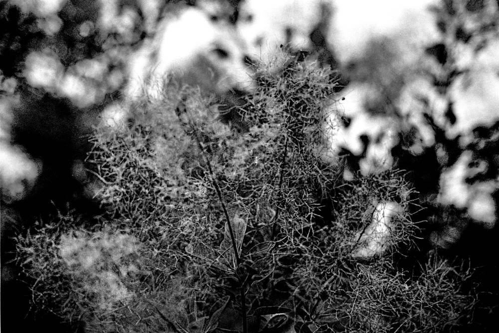 Smoke Bush