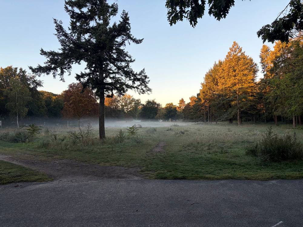 bodennebel auf der grossen wiese im volkspark rehberge. im hintergrund werden die bäume gelblich von der aufgehenden sonne beleuchtet