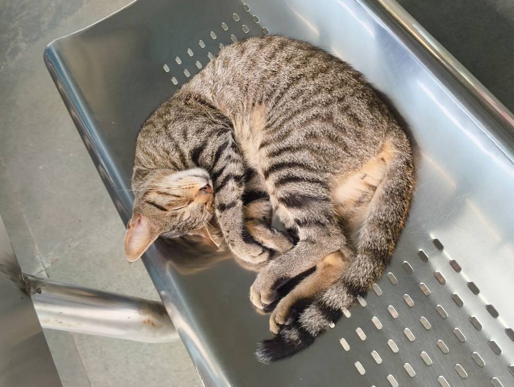 shrimp kitty 