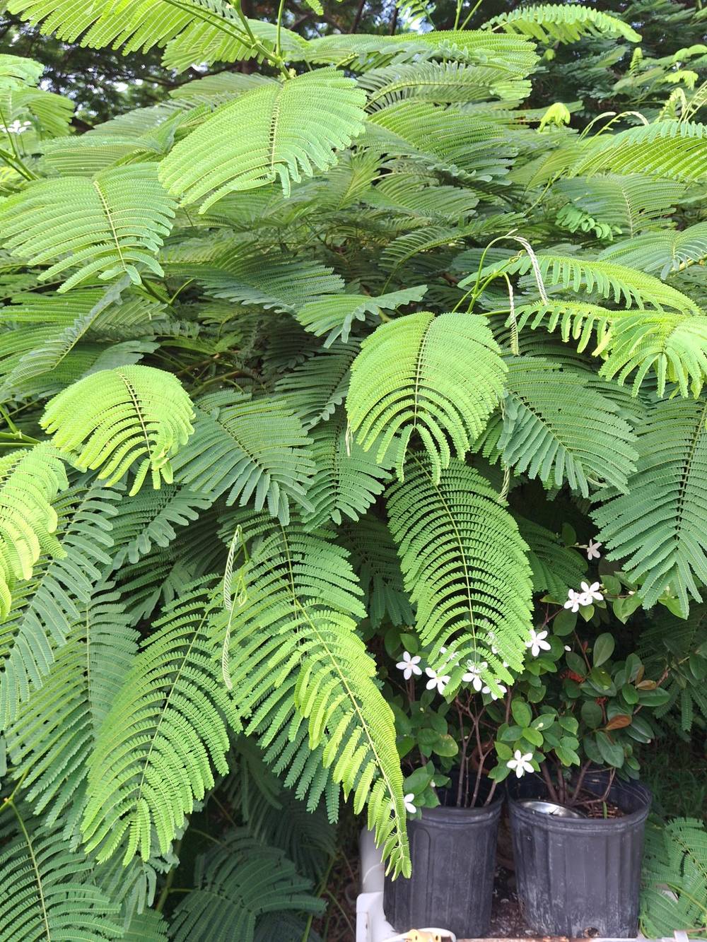 Green leaves of the flamboyant tree