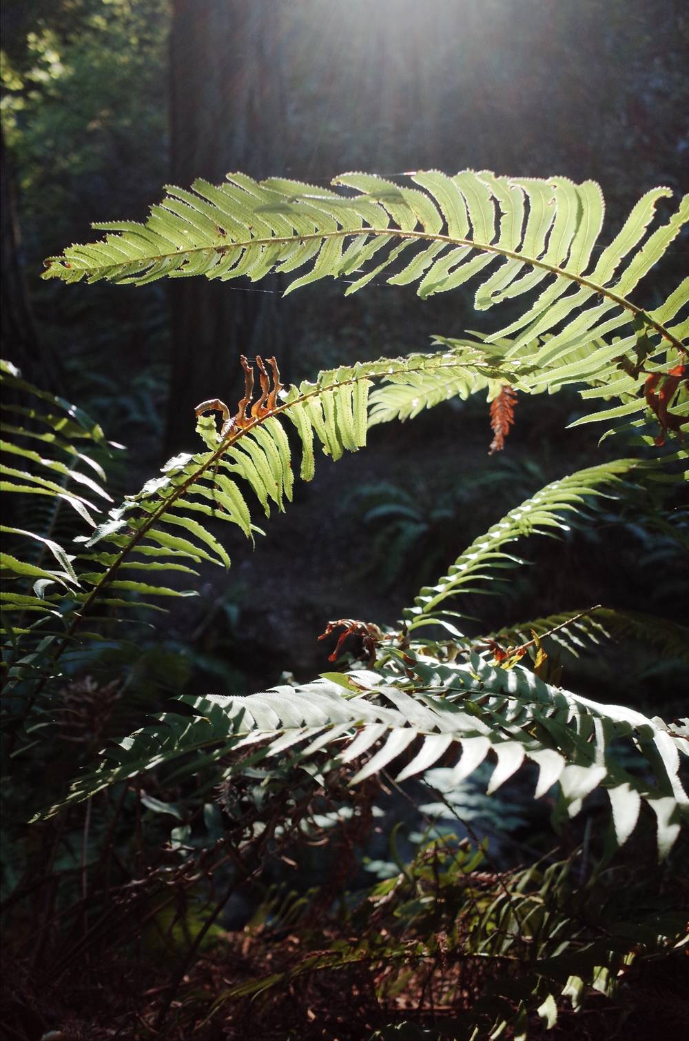 sunlit ferns