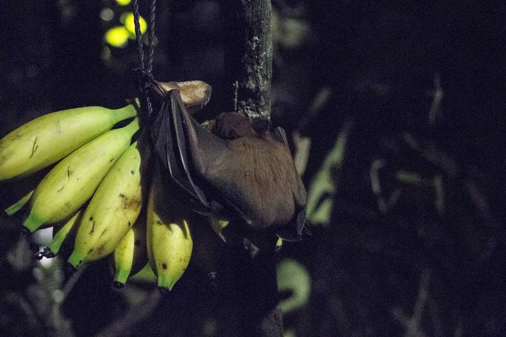 A bat hanging upside down near a bunch of bananas at night.