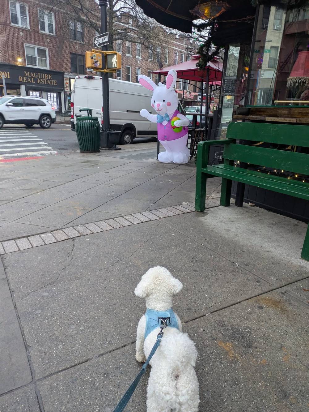 Found a strange creature on my morning walk today 🐰