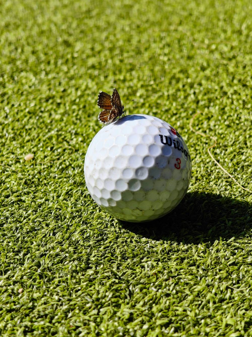 Mini golf, photo 1 of 1