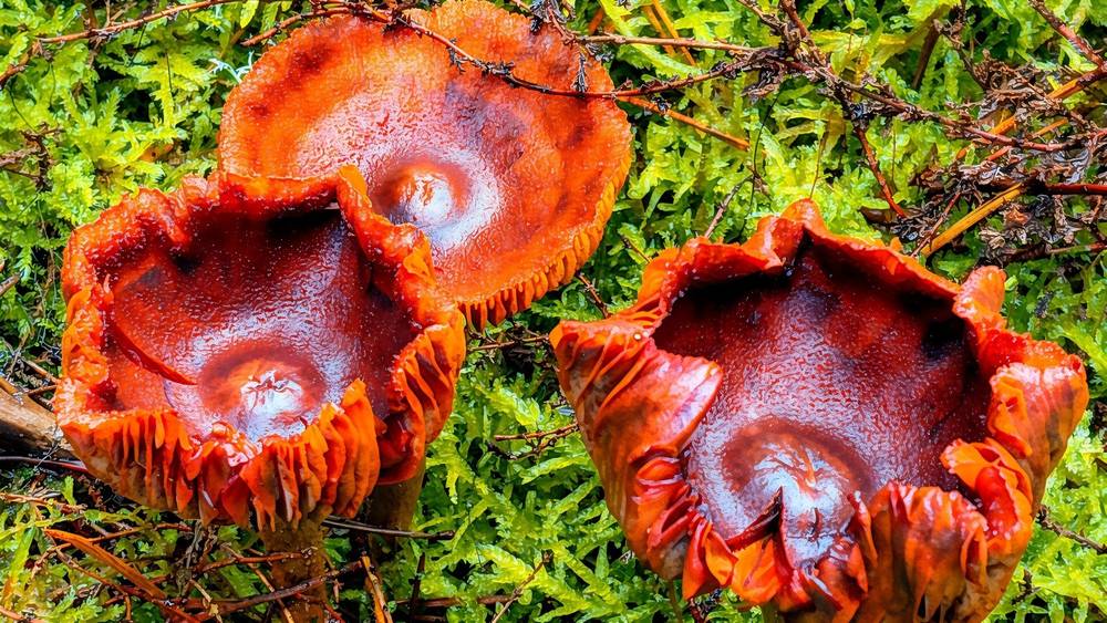 Svampe/Fungus