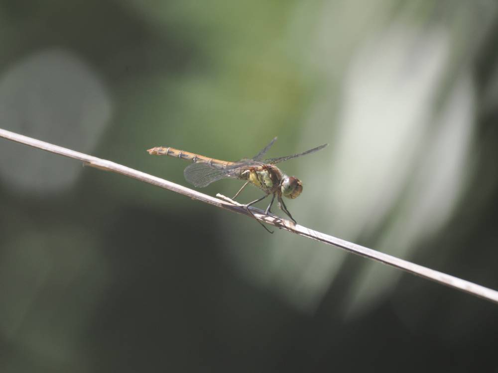 A Dragonfly sitting on a long leaf in a wild garden. Showing a side view of the insect as it looks to the right of the frame.