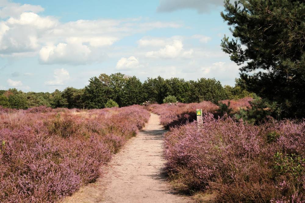 Blooming Heather