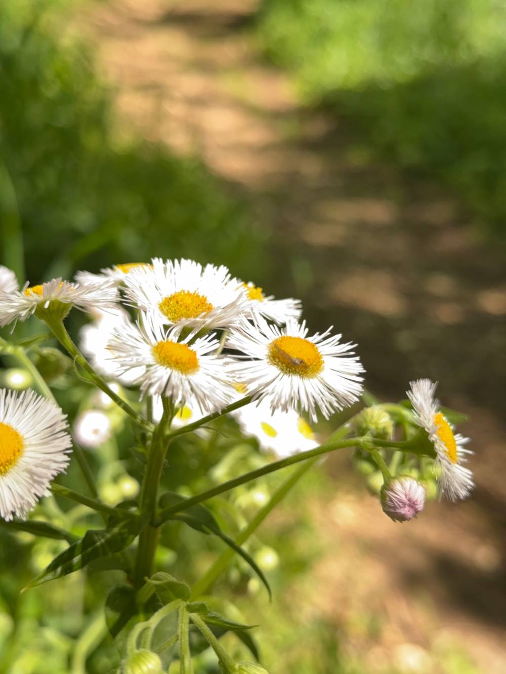Closer shot of the white flowers - the background is more out of focus