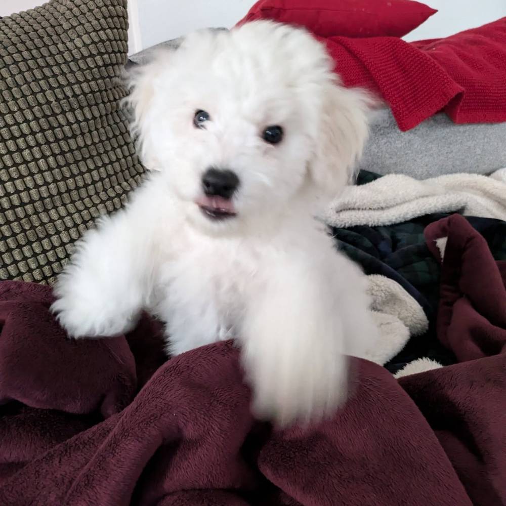 I like to jump at the camera when mommy's taking a photo 📸, photo 2 of 2