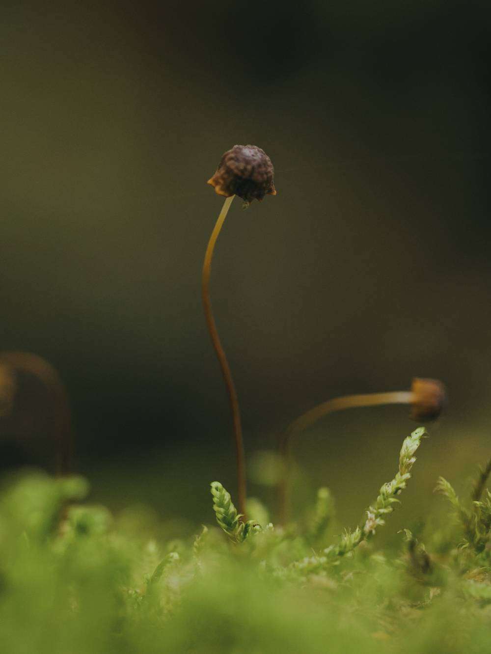 Macro fun