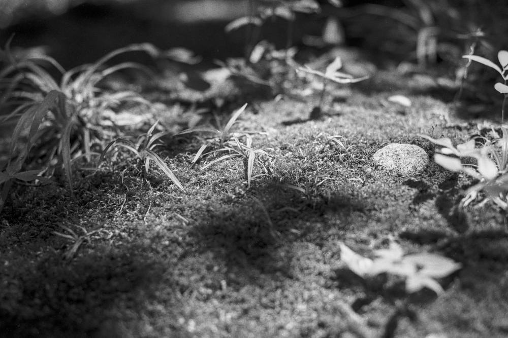 Grass and Moss