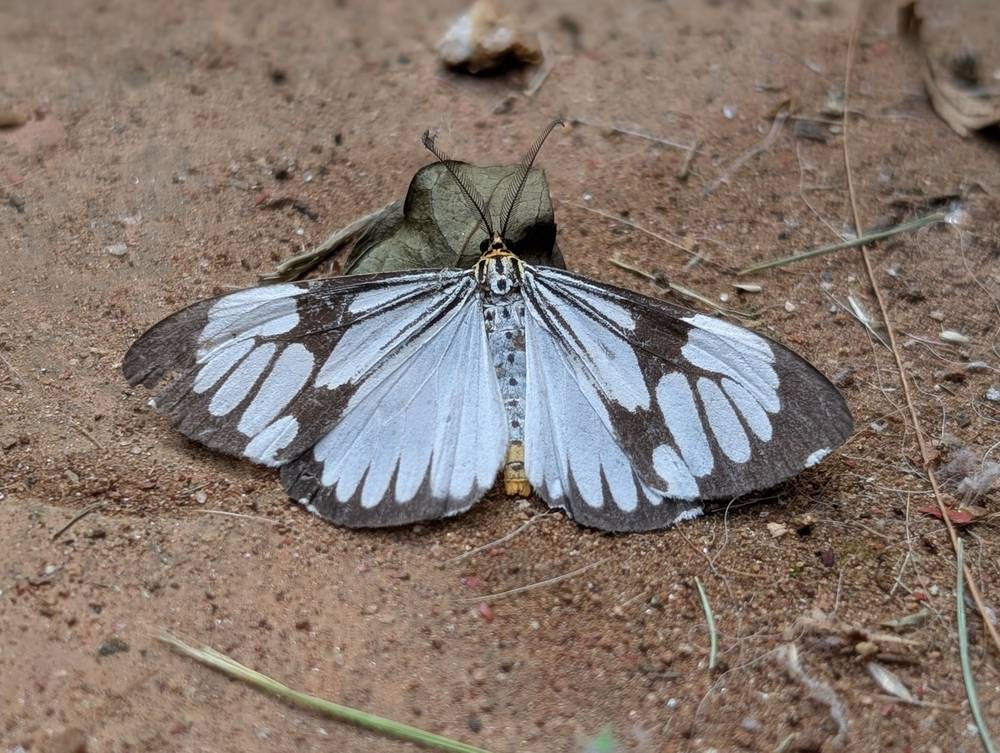 Marbled white moth