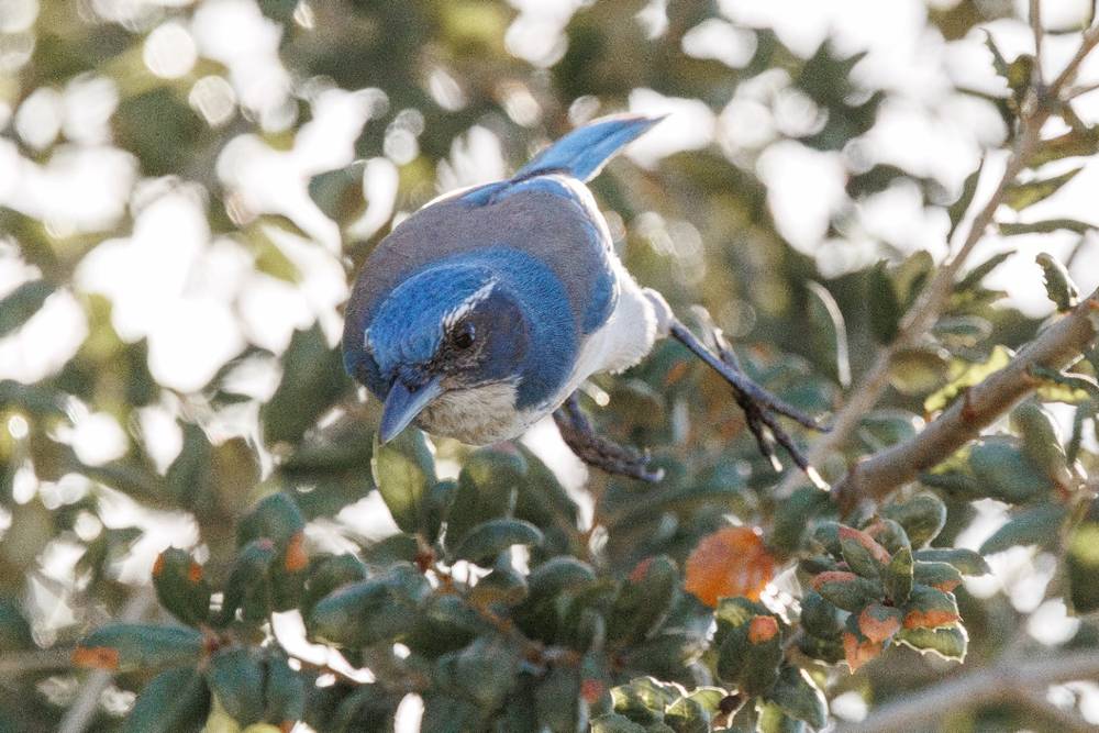 Scrub Jay