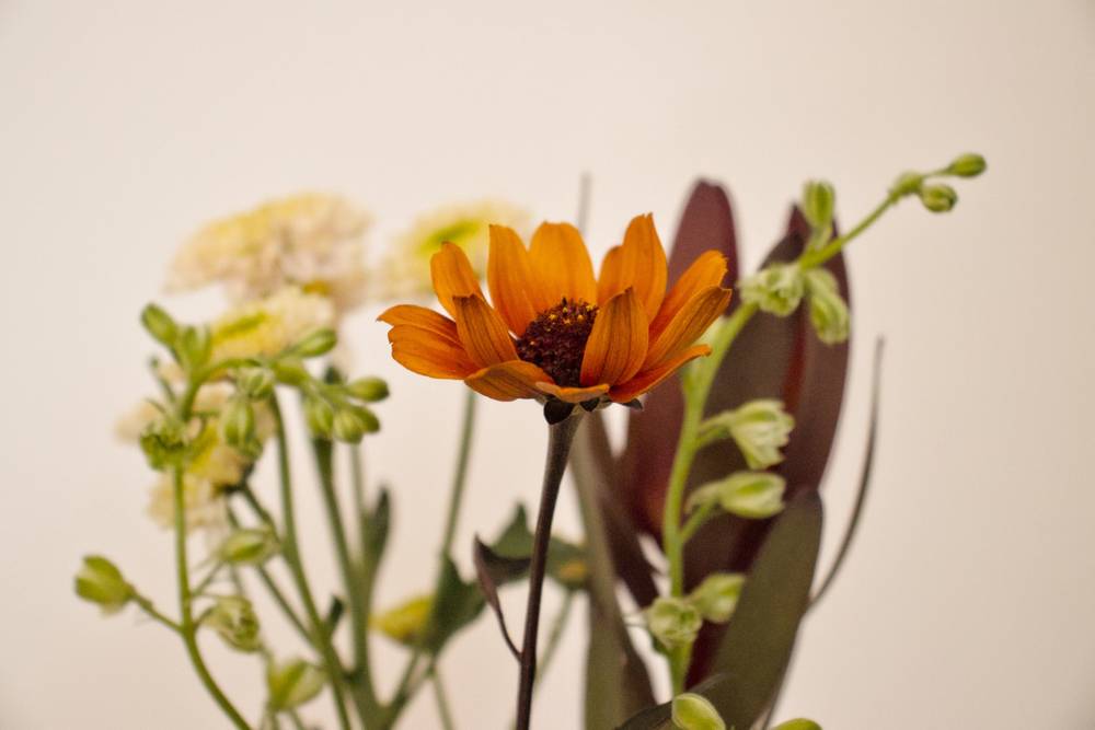 Some Flowers