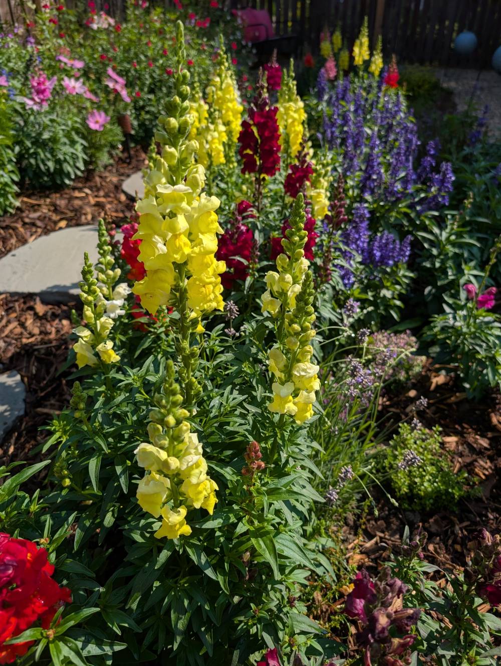 Snapdragons