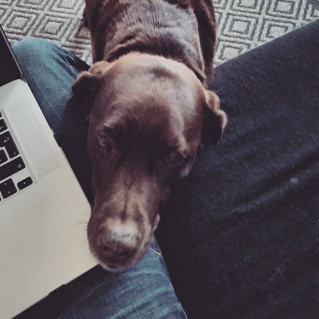 A brown dog rests its chin on a person's leg near an open laptop.