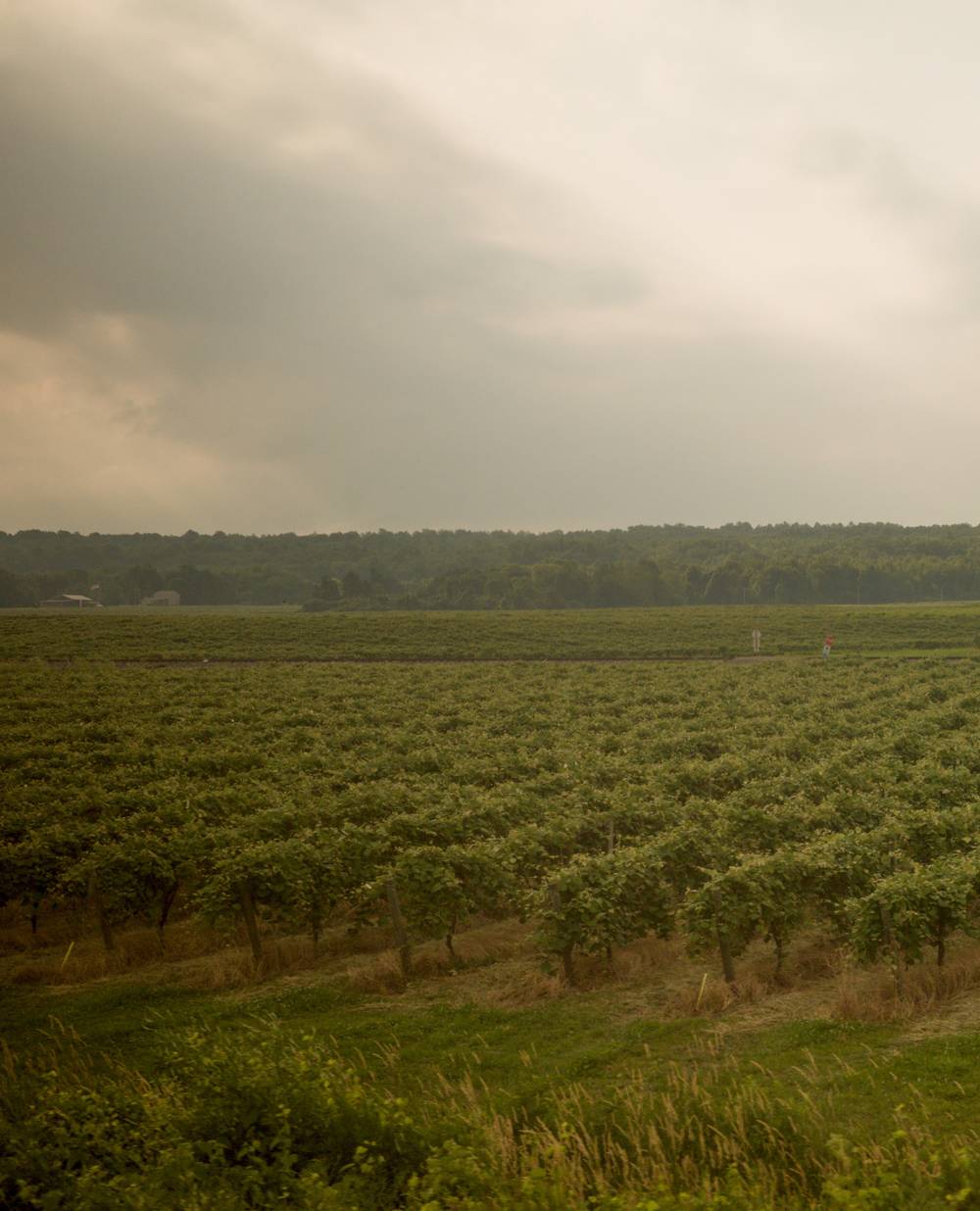 Vineyard