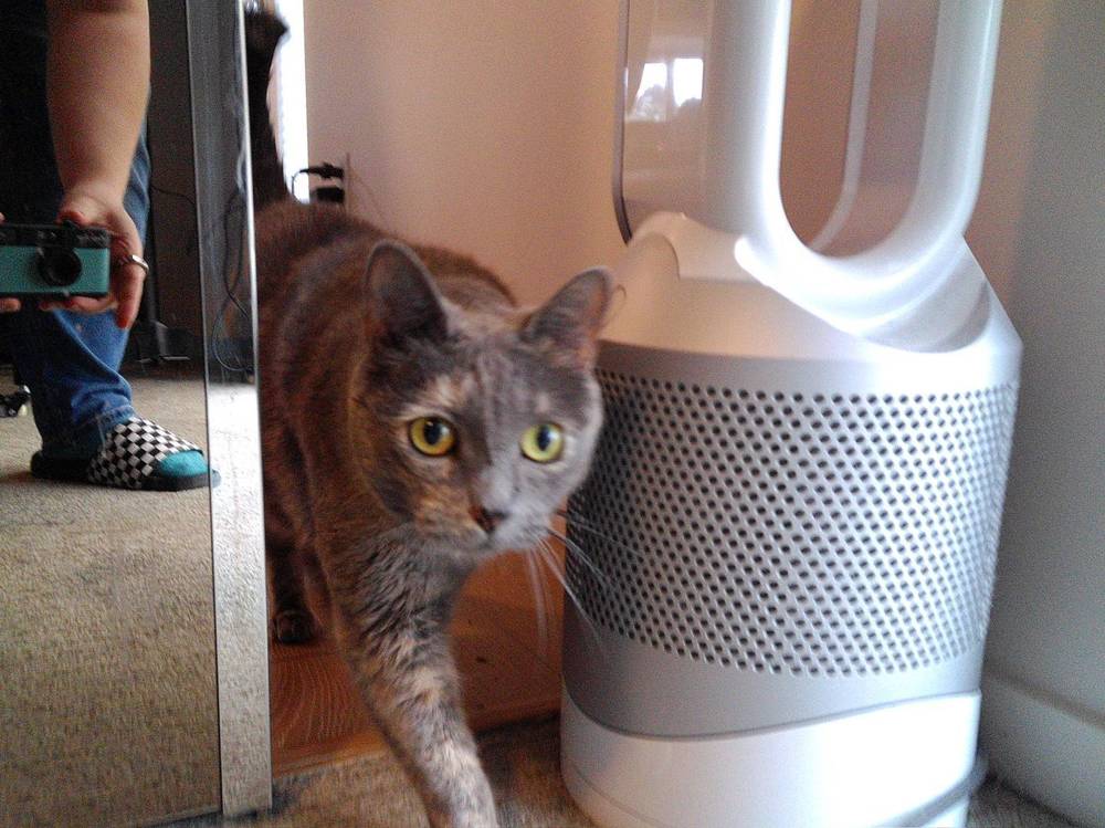 My cat is enjoying the #campsnap camera.