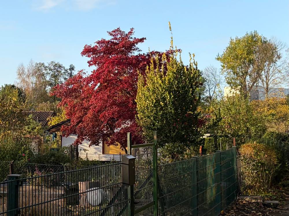 morgenspaziergang 26.10.2026